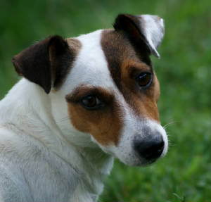 Irish jack russells, EJRTCA 